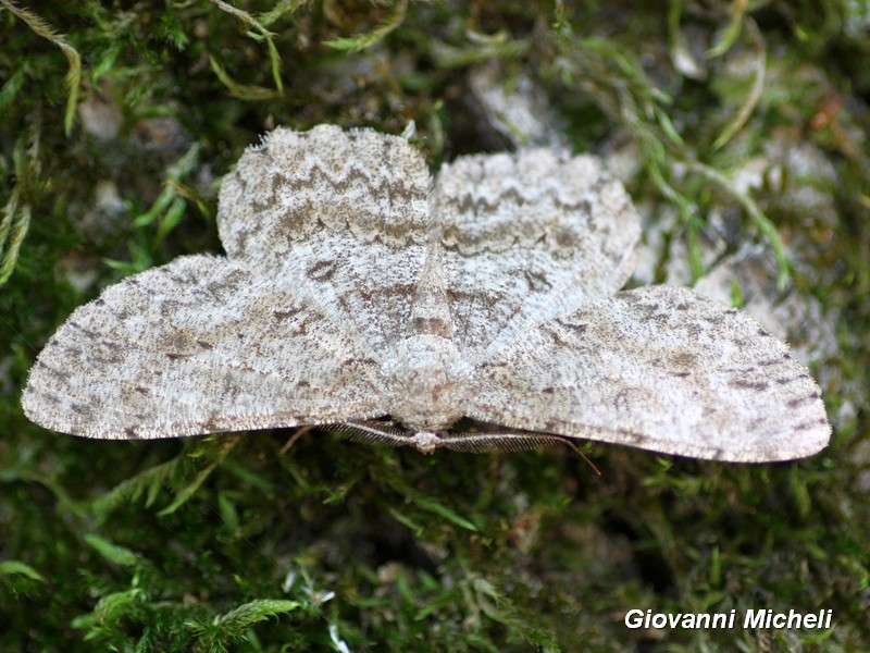 Ectropis crepuscolaria? No, Hypomecis punctinalis, Geometridae